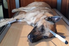Собака получила нож в голову в попытке защитить хозяина и выжила