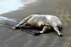 Мертвых коров выбросило к берегам Канарских островов