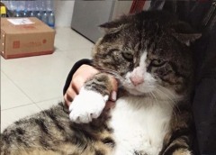Эмоциональный кот из Китая стал звездой сети