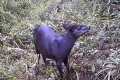 Скрытая камера на Килиманджаро сняла редчайшее животное