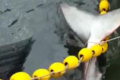 Рыбак спас акулу-людоеда от гибели