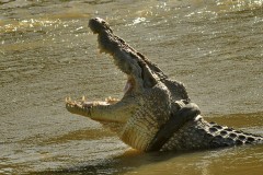 Крокодил убил купавшегося в реке мальчика на глазах у его друзей