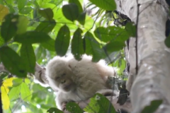 Обнаружен единственный в мире орангутан-альбинос