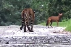 Погоня тигра за вопящим красным волком попала на видео
