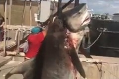 Подросток самостоятельно поймал опасную 380-килограммовую акулу
