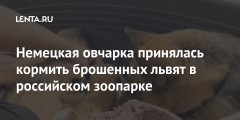 Немецкая овчарка принялась кормить брошенных львят в российском зоопарке