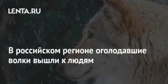В российском регионе оголодавшие волки вышли к людям