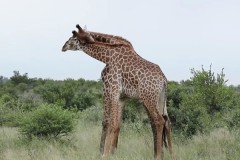 Схватка жирафов из-за самки попала на видео