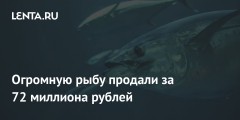 Огромную рыбу продали за 72 миллиона рублей